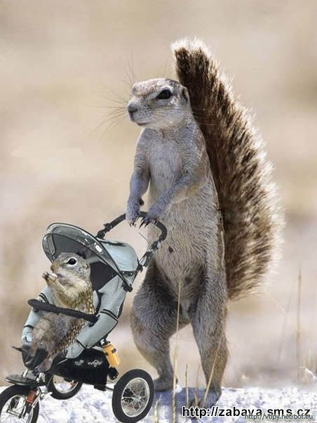vevericka-na-prechadzke[1].jpg